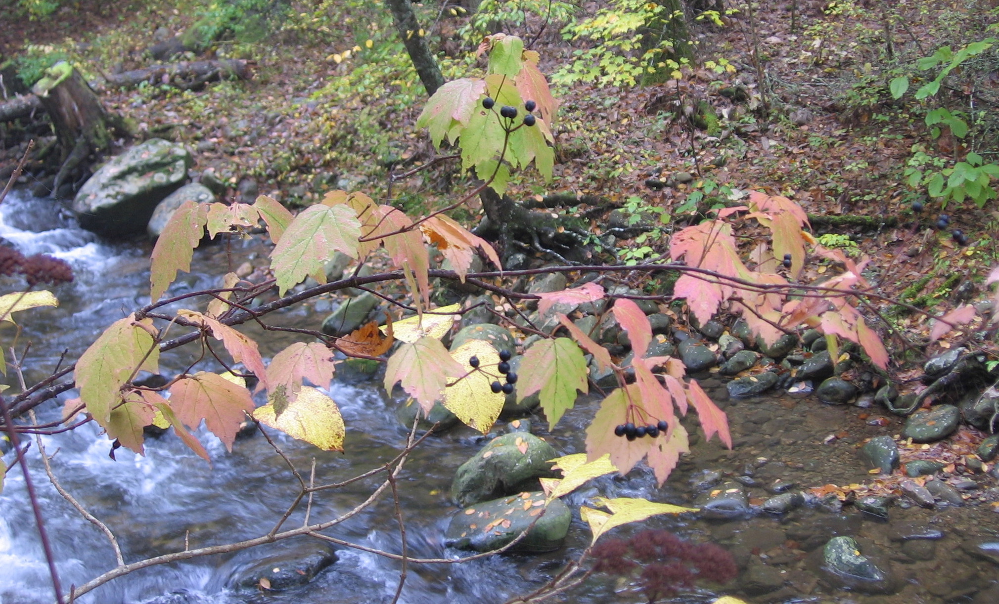 Maple-leaf Viburnum in Nature